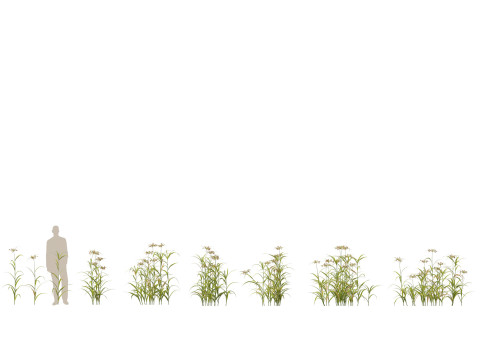 HighpolyLow Poly Bolboschoenus fluviatilis - River bulrush 3D Model
