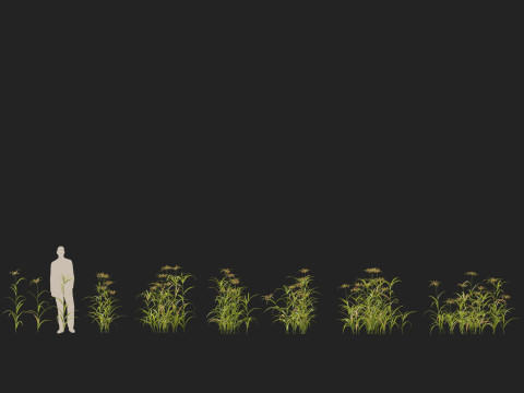 HighpolyLow Poly Bolboschoenus fluviatilis - River bulrush 3D Model