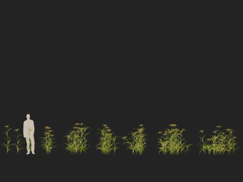 HighpolyLow Poly Bolboschoenus fluviatilis - Giunco ​​di fiume Modello 3D