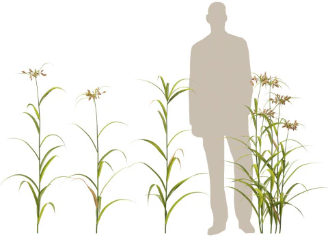 HighpolyLow Poly Bolboschoenus fluviatilis - Giunco ​​di fiume Modello 3D