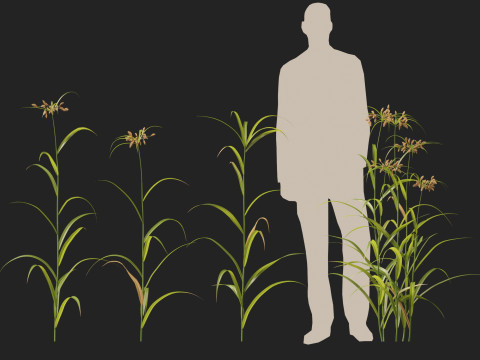 HighpolyLow Poly Bolboschoenus fluviatilis - River bulrush 3D Model