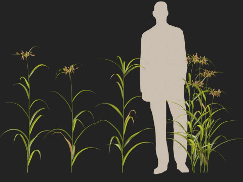 HighpolyLow Poly Bolboschoenus fluviatilis - Giunco ​​di fiume Modello 3D