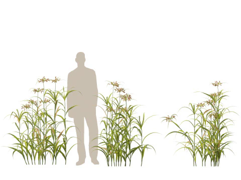 HighpolyLow Poly Bolboschoenus fluviatilis - Giunco ​​di fiume Modello 3D