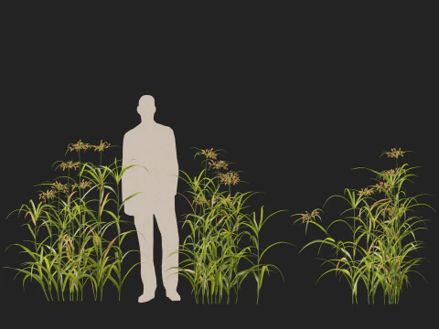 HighpolyLow Poly Bolboschoenus fluviatilis - Giunco ​​di fiume Modello 3D