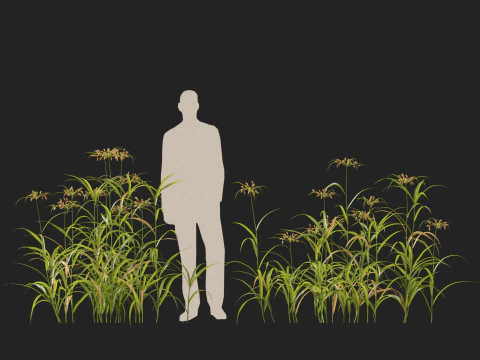 HighpolyLow Poly Bolboschoenus fluviatilis - Giunco ​​di fiume Modello 3D