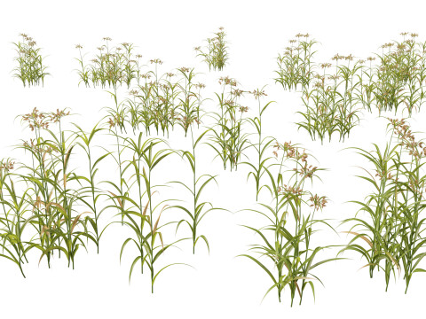 HighpolyLow Poly Bolboschoenus fluviatilis - River bulrush 3D Модель