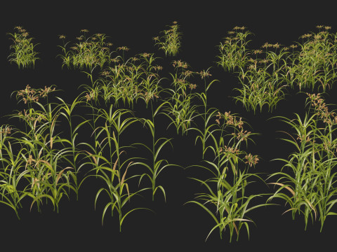 HighpolyLow Poly Bolboschoenus fluviatilis - River bulrush 3D Model