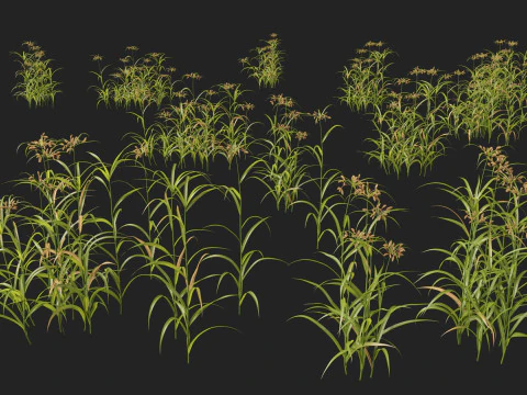 HighpolyLow Poly Bolboschoenus fluviatilis - Giunco ​​di fiume Modello 3D