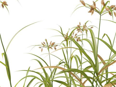 HighpolyLow Poly Bolboschoenus fluviatilis - Giunco ​​di fiume Modello 3D