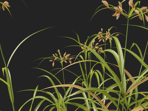 HighpolyLow Poly Bolboschoenus fluviatilis - Giunco ​​di fiume Modello 3D