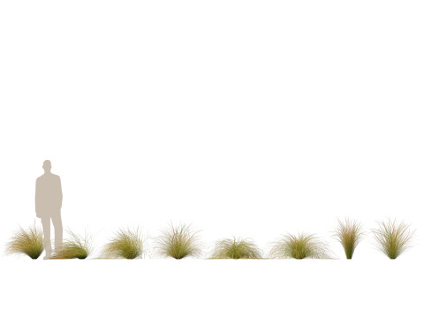 HighpolyLow Poly Carex dipsacea - teasel sedge 3D Model