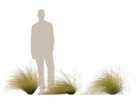HighpolyLow Poly Carex dipsacea - teasel sedge 3D Model