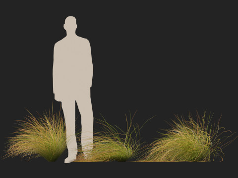 HighpolyLow Poly Carex dipsacea - teasel sedge 3D Model