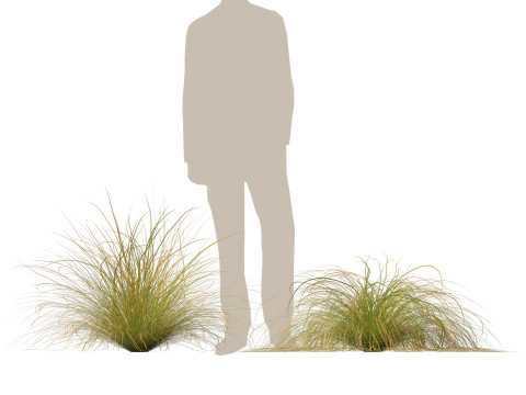 HighpolyLow Poly Carex dipsacea - teasel sedge 3D Model
