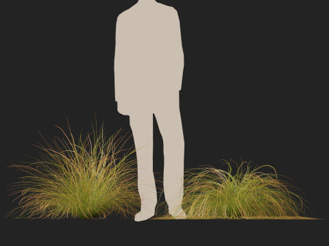 HighpolyLow Poly Carex dipsacea - teasel sedge 3D Model