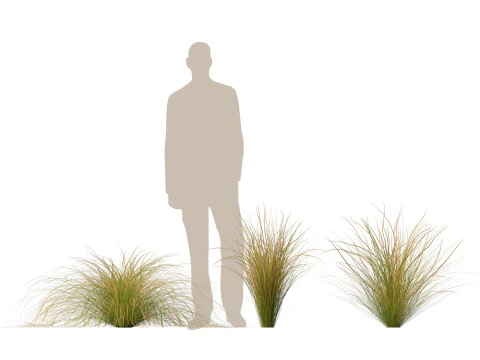 HighpolyLow Poly Carex dipsacea - teasel sedge 3D Model