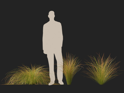 HighpolyLow Poly Carex dipsacea - teasel sedge 3D Model