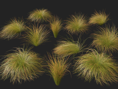 HighpolyLow Poly Carex dipsacea - teasel sedge 3D Model