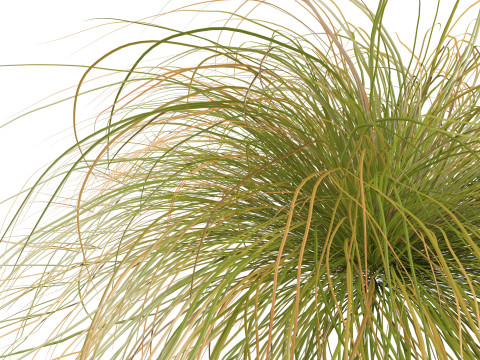 HighpolyLow Poly Carex dipsacea - teasel sedge 3D Model
