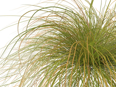 HighpolyLow Poly Carex dipsacea - teasel sedge 3D Model