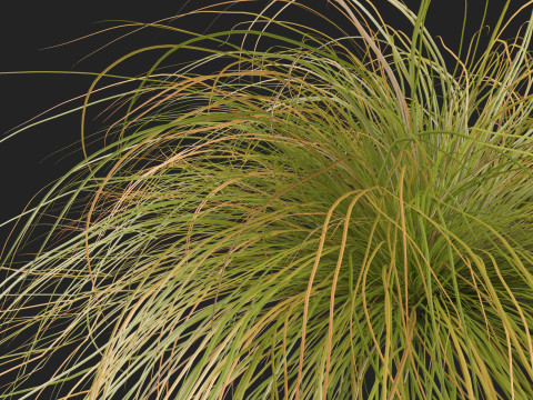 HighpolyLow Poly Carex dipsacea - teasel sedge 3D Model