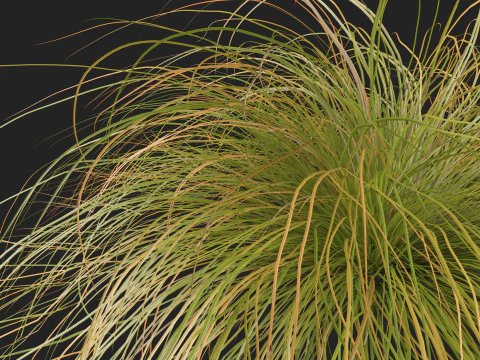 HighpolyLow Poly Carex dipsacea - teasel sedge 3D Model