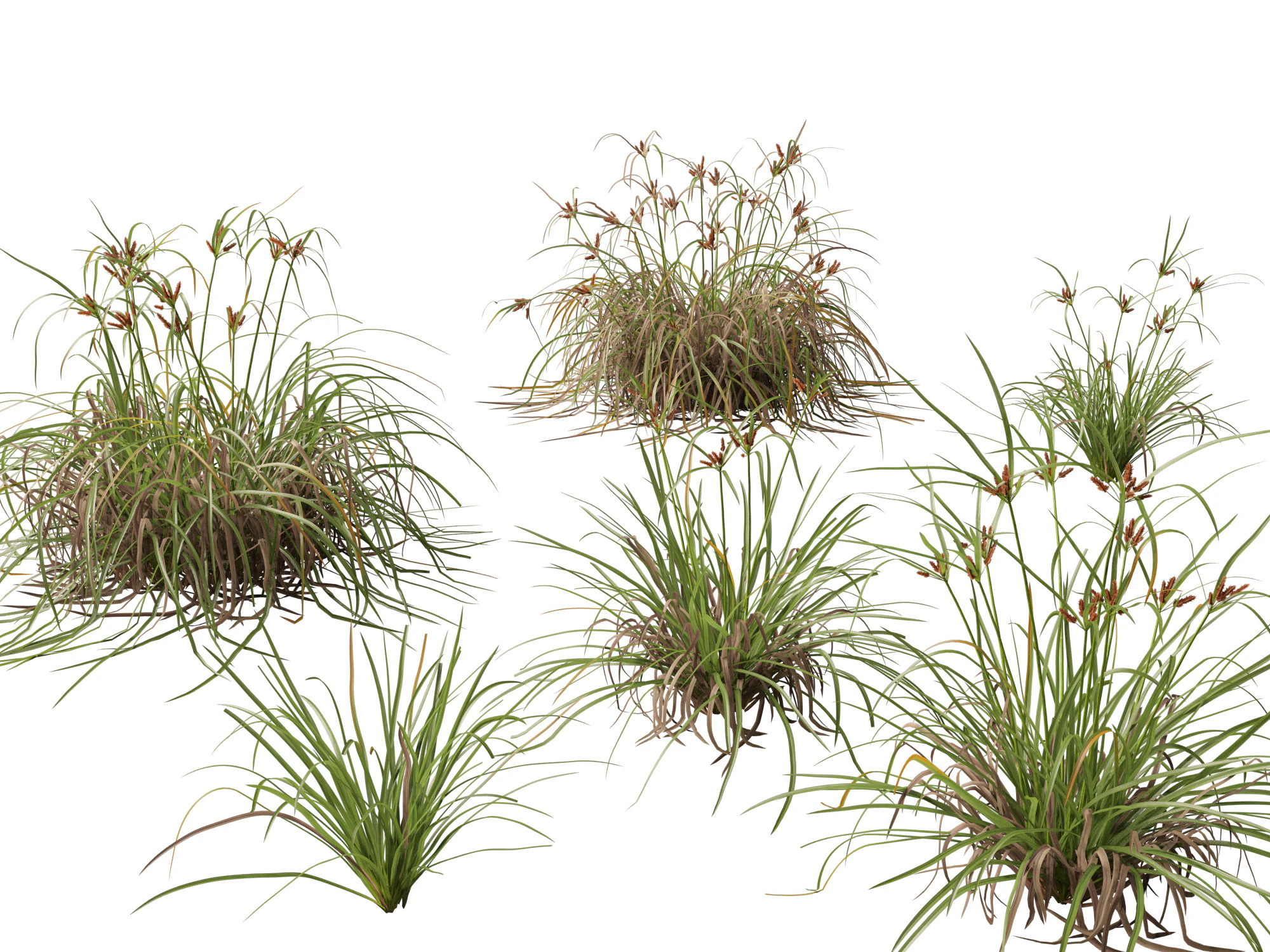 Ombrello gigante Highpoly Low Poly Cyperus Ustulatus Modello 3D .c4d .max .obj .3ds .fbx .stl .blend