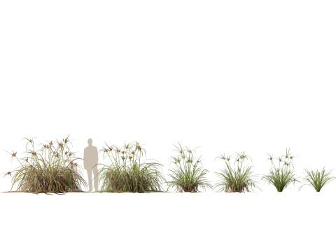 HighpolyLow Poly Cyperus Ustulatus Giant Umbrella Model 3D