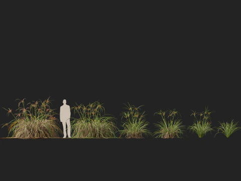 Ombrello gigante Highpoly Low Poly Cyperus Ustulatus Modello 3D