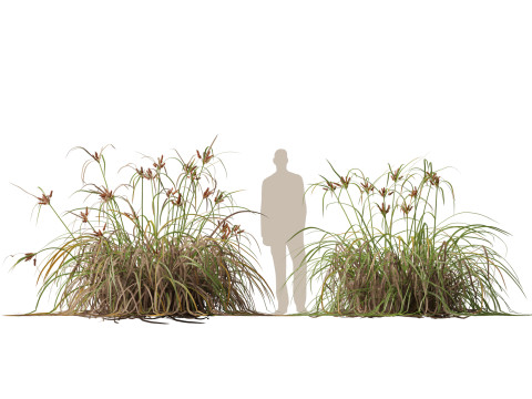 HighpolyLow Poly Cyperus Ustulatus Giant Umbrella Model 3D