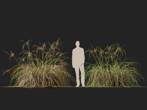 HighpolyLow Poly Cyperus Ustulatus Giant Umbrella Model 3D