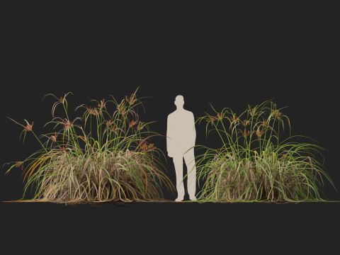 Ombrello gigante Highpoly Low Poly Cyperus Ustulatus Modello 3D