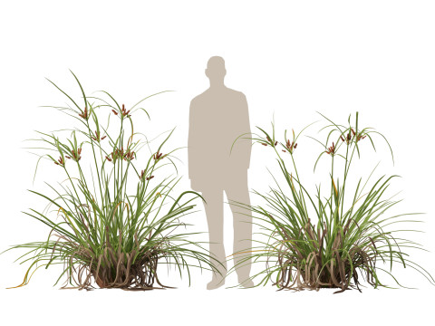 HighpolyLow Poly Cyperus Ustulatus Giant Umbrella Model 3D