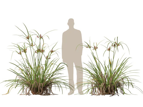 Ombrello gigante Highpoly Low Poly Cyperus Ustulatus Modello 3D