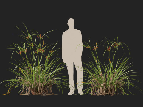 HighpolyLow Poly Cyperus Ustulatus Giant Umbrella Model 3D
