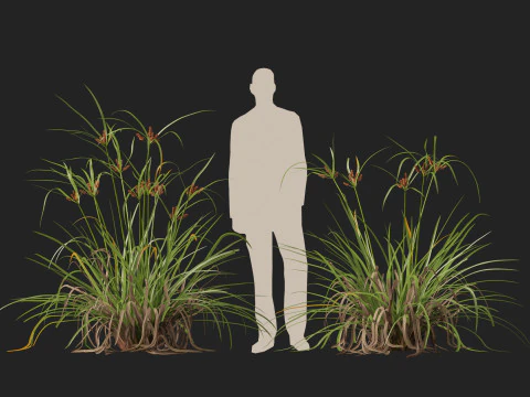 Ombrello gigante Highpoly Low Poly Cyperus Ustulatus Modello 3D