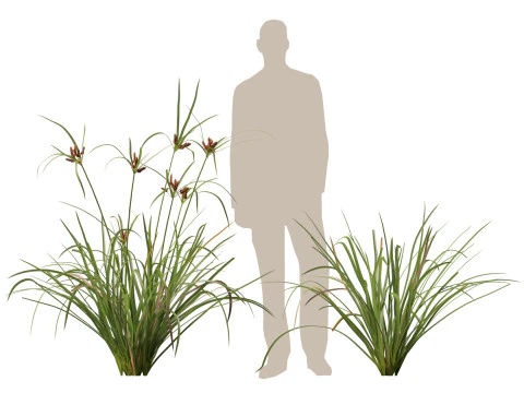 Ombrello gigante Highpoly Low Poly Cyperus Ustulatus Modello 3D
