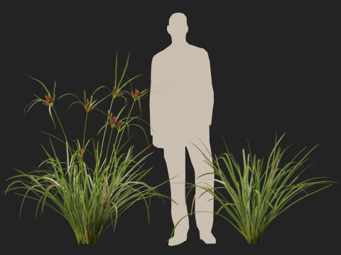 HighpolyLow Poly Cyperus Ustulatus Giant Umbrella Model 3D