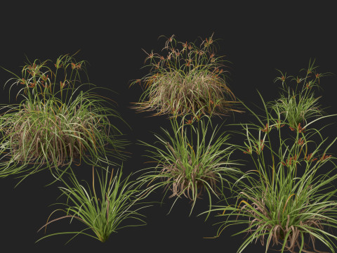 HighpolyLow Poly Cyperus Ustulatus Giant Umbrella Model 3D