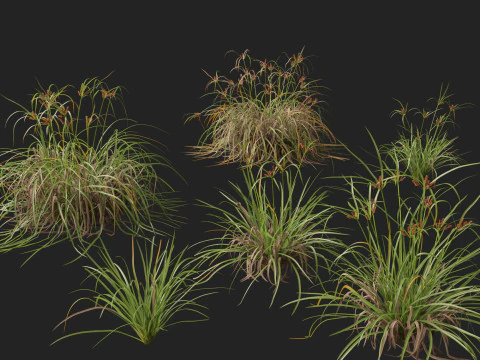 Ombrello gigante Highpoly Low Poly Cyperus Ustulatus Modello 3D