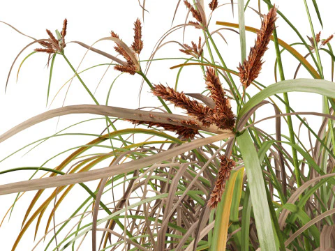 Ombrello gigante Highpoly Low Poly Cyperus Ustulatus Modello 3D