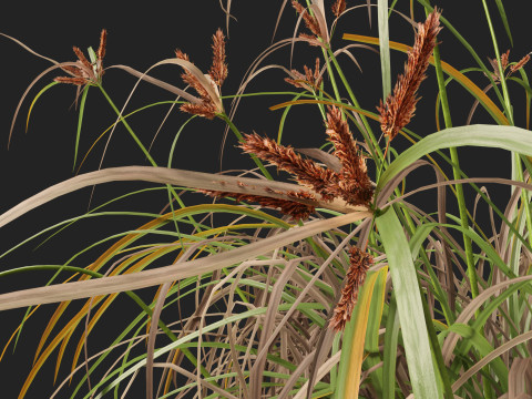 HighpolyLow Poly Cyperus Ustulatus Giant Umbrella Model 3D