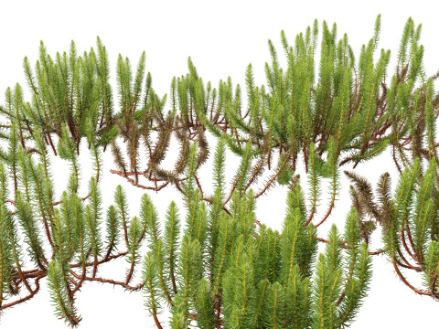 HighpolyLow Poly Hippuris vulgaris - Common mares-tail 3D 모델