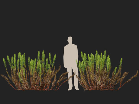 HighpolyLow Poly Hippuris vulgaris - Common mares-tail Modelo 3D