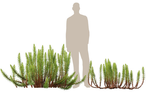 HighpolyLow Poly Hippuris vulgaris - Common mares-tail Modelo 3D