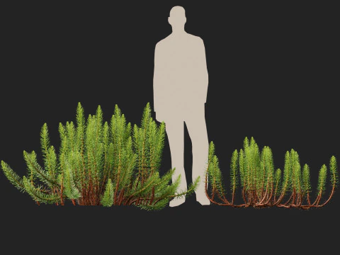 HighpolyLow Poly Hippuris vulgaris - Common mares-tail 3D Model
