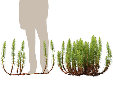 HighpolyLow Poly Hippuris vulgaris - Common mares-tail Modelo 3D