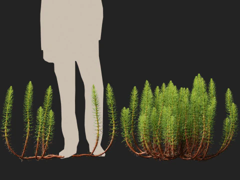 HighpolyLow Poly Hippuris vulgaris - Common mares-tail 3D Model
