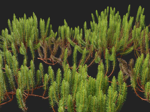HighpolyLow Poly Hippuris vulgaris - Common mares-tail 3D Model