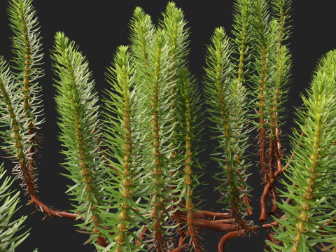 HighpolyLow Poly Hippuris vulgaris - Common mares-tail 3D Model